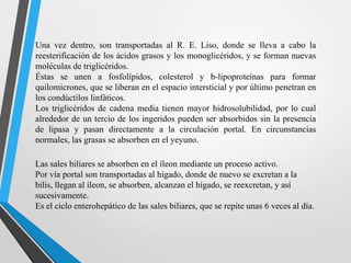 Una vez dentro, son transportadas al R. E. Liso, donde se lleva a cabo la
reesterificación de los ácidos grasos y los monoglicéridos, y se forman nuevas
moléculas de triglicéridos.
Éstas se unen a fosfolípidos, colesterol y b-lipoproteínas para formar
quilomicrones, que se liberan en el espacio intersticial y por último penetran en
los condúctilos linfáticos.
Los triglicéridos de cadena media tienen mayor hidrosolubilidad, por lo cual
alrededor de un tercio de los ingeridos pueden ser absorbidos sin la presencia
de lipasa y pasan directamente a la circulación portal. En circunstancias
normales, las grasas se absorben en el yeyuno.
Las sales biliares se absorben en el íleon mediante un proceso activo.
Por vía portal son transportadas al hígado, donde de nuevo se excretan a la
bilis, llegan al íleon, se absorben, alcanzan el hígado, se reexcretan, y así
sucesivamente.
Es el ciclo enterohepático de las sales biliares, que se repite unas 6 veces al día.

 