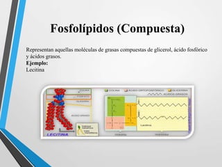 Fosfolípidos (Compuesta)
Representan aquellas moléculas de grasas compuestas de glicerol, ácido fosfórico
y ácidos grasos.
Ejemplo:
Lecitina

 