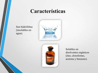 Características
Son hidrófobas
(insolubles en
agua).

Solubles en
disolventes orgánicos
(éter, cloroformo,
acetona y benzeno).

 