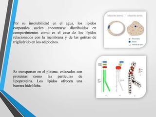 Por su insolubilidad en el agua, los lípidos
corporales suelen encontrarse distribuidos en
compartimentos como es el caso de los lípidos
relacionados con la membrana y de las gotitas de
triglicérido en los adipocitos.

Se transportan en el plasma, enlazados con
proteínas como las partículas de
lipoproteína. Los lípidos ofrecen una
barrera hidrófoba.

 