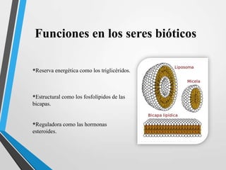 Funciones en los seres bióticos
*Reserva energética como los triglicéridos.

*Estructural como los fosfolípidos de las
bicapas.

*Reguladora como las hormonas
esteroides.

 