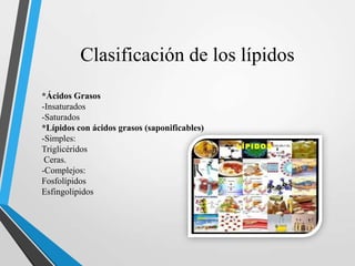 Clasificación de los lípidos
*Ácidos Grasos
-Insaturados
-Saturados
*Lípidos con ácidos grasos (saponificables)
-Simples:
Triglicéridos
Ceras.
-Complejos:
Fosfolípidos
Esfingolipidos

 