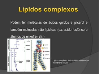 Lípidos simples Os lípidos simples são constituídos por ácidos    gordos e um álcool, o glicerol. As moléculas de glicerol contêm 3 grupos hidroxilo (-OH).	Este grupo poderá formar ligações éster com um, dois ou três grupos hidroxilos dos ácidos gordos.