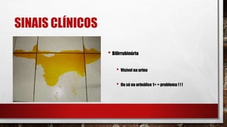 SINAIS CLÍNICOS
• Bilirrubinúria
• Visível na urina
• Ou só na urinálise 1+ = problema ! ! !
 