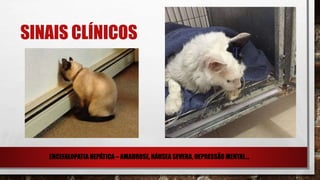 SINAIS CLÍNICOS
ENCEFALOPATIA HEPÁTICA – AMAUROSE, NÁUSEA SEVERA, DEPRESSÃO MENTAL...
 
