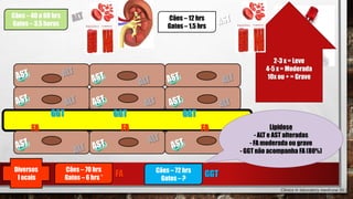 FAFAFA
GGT GGT GGT
2-3 x = Leve
4-5 x = Moderada
10x ou + = Grave
Cães – 40 a 60 hrs
Gatos – 3,5 horas
Cães – 12 hrs
Gatos – 1,5 hrs
Cães – 70 hrs
Gatos – 6 hrs *
Cães – 72 hrs
Gatos – ?
FA GGT
Diversos
l ocais
Clinics in laboratory medicine 35.3
(2015): 503-519.
Lipidose
- ALT e AST alteradas
- FA moderada ou grave
- GGT não acompanha FA (80%)
 
