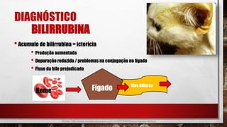 Vias Biliares
DIAGNÓSTICO
BILIRRUBINA
•Acumulo de bilirrubina = icterícia
• Produção aumentada
• Depuração reduzida / problemas na conjugação no fígado
• Fluxo da bile prejudicado
FígadoHeme
Fonte: http://www.revistaveterinaria.com.br/2012/08/03/ictericia-em-felinos/
 