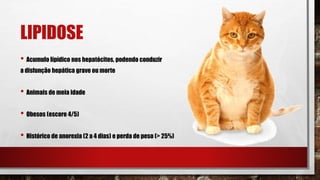LIPIDOSE
• Acumulo lipídico nos hepatócitos, podendo conduzir
a disfunção hepática grave ou morte
• Animais de meia idade
• Obesos (escore 4/5)
• Histórico de anorexia (2 a 4 dias) e perda de peso (> 25%)
 
