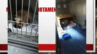 MANEJO COMPORTAMENTAL
• REDUÇÃO DO ESTRESSE
 