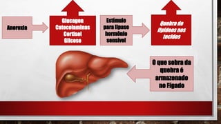 Anorexia
Quebra de
lipídeosnos
tecidos
O que sobra da
quebra é
armazenado
no Fígado
Estímulo
para lipase
hormônio
sensível
Glucagon
Catecolaminas
Cortisol
Glicose
 
