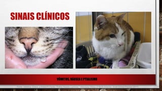 SINAIS CLÍNICOS
• VÔMITOS, NÁUSEA E PTIALISMO
Fonte: Valtolina, Chiara, a Robert P. Favier. "Feline Hepatic Lipidosis." Veterinary Clinics of North America: Small Animal Practice (2017).
 