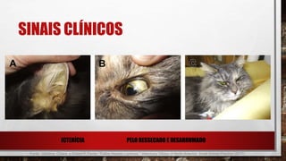 SINAIS CLÍNICOS
Fonte: Valtolina, Chiara, a Robert P. Favier. "Feline Hepatic Lipidosis." Veterinary Clinics of North America: Small Animal Practice (2017).
ICTERÍCIA PELO RESSECADO E DESARRUMADO
 