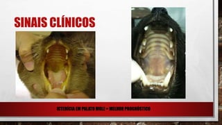 SINAIS CLÍNICOS
ICTERÍCIA EM PALATO MOLE = MELHOR PROGNÓSTICO
 