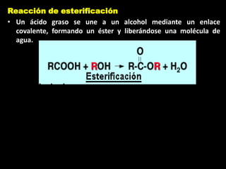 Reacción de esterificación
• Un ácido graso se une a un alcohol mediante un enlace
covalente, formando un éster y liberándose una molécula de
agua.
 
