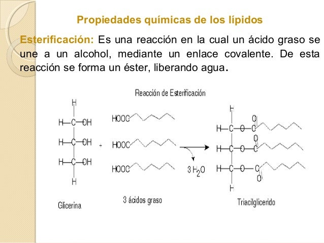 Los Lipidos