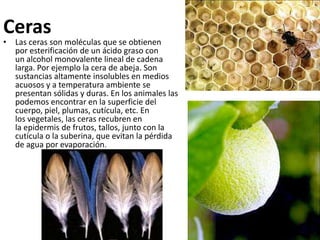 Ceras
• Las ceras son moléculas que se obtienen
  por esterificación de un ácido graso con
  un alcohol monovalente lineal de cadena
  larga. Por ejemplo la cera de abeja. Son
  sustancias altamente insolubles en medios
  acuosos y a temperatura ambiente se
  presentan sólidas y duras. En los animales las
  podemos encontrar en la superficie del
  cuerpo, piel, plumas, cutícula, etc. En
  los vegetales, las ceras recubren en
  la epidermis de frutos, tallos, junto con la
  cutícula o la suberina, que evitan la pérdida
  de agua por evaporación.
 