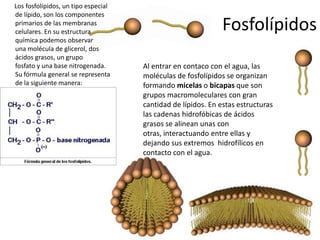 Los fosfolípidos, un tipo especial
de lípido, son los componentes
primarios de las membranas
celulares. En su estructura
                                                              Fosfolípidos
química podemos observar
una molécula de glicerol, dos
ácidos grasos, un grupo
fosfato y una base nitrogenada.      Al entrar en contaco con el agua, las
Su fórmula general se representa     moléculas de fosfolípidos se organizan
de la siguiente manera:              formando micelas o bicapas que son
                                     grupos macromoleculares con gran
                                     cantidad de lípidos. En estas estructuras
                                     las cadenas hidrofóbicas de ácidos
                                     grasos se alinean unas con
                                     otras, interactuando entre ellas y
                                     dejando sus extremos hidrofílicos en
                                     contacto con el agua.
 