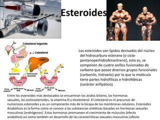 Esteroides


                                               Los esteroides son lípidos derivados del núcleo
                                                del hidrocarburo esterano (o ciclo-
                                                pentanoperhidrofenantreno), esto es, se
                                                componen de cuatro anillos fusionados de
                                                carbono que posee diversos grupos funcionales
                                                (carbonilo, hidroxilo) por lo que la molécula
                                                tiene partes hidrofílicas e hidrofóbicas
                                                (carácter anfipático).

Entre los esteroides más destacados se encuentran los ácidos biliares, las hormonas
sexuales, las corticosteroides, la vitamina D y elcolesterol. El colesterol es el precursor de
numerosos esteroides y es un componente más de la bicapa de las membranas celulares. Esteroides
Anabólicos es la forma como se conoce a las substancias sintéticas basadas en hormonas sexuales
masculinas (andrógenos). Estas hormonas promueven el crecimiento de músculos (efecto
anabólico) así como también en desarrollo de las características sexuales masculinas (efecto
 