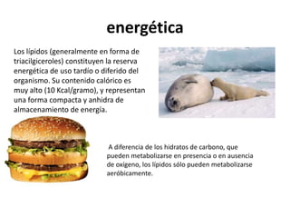 energética
Los lípidos (generalmente en forma de
triacilgiceroles) constituyen la reserva
energética de uso tardío o diferido del
organismo. Su contenido calórico es
muy alto (10 Kcal/gramo), y representan
una forma compacta y anhidra de
almacenamiento de energía.



                            A diferencia de los hidratos de carbono, que
                            pueden metabolizarse en presencia o en ausencia
                            de oxígeno, los lípidos sólo pueden metabolizarse
                            aeróbicamente.
 