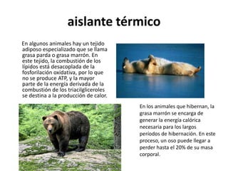aislante térmico
En algunos animales hay un tejido
adiposo especializado que se llama
grasa parda o grasa marrón. En
este tejido, la combustión de los
lípidos está desacoplada de la
fosforilación oxidativa, por lo que
no se produce ATP, y la mayor
parte de la energía derivada de la
combustión de los triacilgliceroles
se destina a la producción de calor.
                                       En los animales que hibernan, la
                                       grasa marrón se encarga de
                                       generar la energía calórica
                                       necesaria para los largos
                                       períodos de hibernación. En este
                                       proceso, un oso puede llegar a
                                       perder hasta el 20% de su masa
                                       corporal.
 