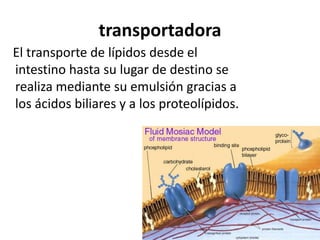 transportadora
El transporte de lípidos desde el
intestino hasta su lugar de destino se
realiza mediante su emulsión gracias a
los ácidos biliares y a los proteolípidos.
 
