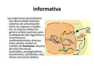 informativa
Los organismos pluricelulares
 han desarrollado distintos
 sistemas de comunicación
 entre sus órganos y tejidos.
 Así, el sistema endocrino
 genera señales químicas para
 la adaptación del organismo a
 circunstancias
 medioambientales diversas.
 Estas señales reciben el
 nombre de hormonas. Muchas
 de estas hormonas
 (esteroides, prostaglandinas,
 leucotrienos, calciferoles, etc)
 tienen estructura lipídica.
 