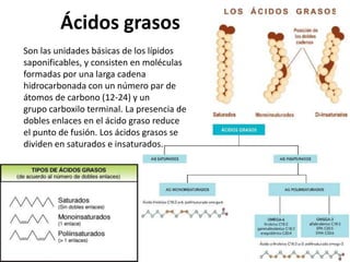 Ácidos grasos
Son las unidades básicas de los lípidos
saponificables, y consisten en moléculas
formadas por una larga cadena
hidrocarbonada con un número par de
átomos de carbono (12-24) y un
grupo carboxilo terminal. La presencia de
dobles enlaces en el ácido graso reduce
el punto de fusión. Los ácidos grasos se
dividen en saturados e insaturados.
 