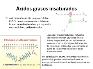 Ácidos grasos insaturados
En los insaturados existe un enlace doble
    C=C. Si tienen un solo enlace doble se
    llaman monoinsaturados, y si hay varios
    enlaces dobles, poliinsaturados.

                                      Los ácidos grasos insaturados naturales
                                      tienen conformación CIS en los enlaces
                                      dobles, lo que produce una torsión en la
                                      molécula. Esta torsión impide la formación
                                      de estructuras ordenadas, lo que implica un
                                      punto de fusión más bajo que el de los
                                      ácidos saturados.

                                  Los ácidos grasos TRANS, presentes en alimentos
                                  procesados, pueden servir como fuente de
                                  energía, pero no intervenir en los demás procesos
                                  biológicos.
 