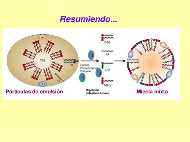 Lipidos, introducción al metabolismo. Presentación Lipidos, introducción al metabolismo. Presentación