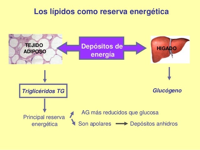 Lipidos, introducción al metabolismo. Presentación