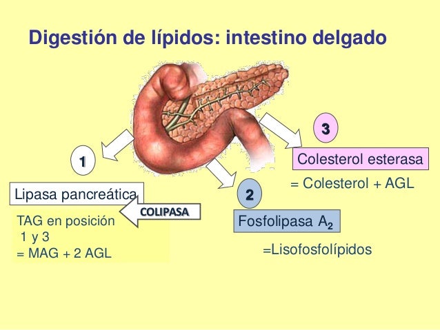 Lipidos, introducción al metabolismo. Presentación Lipidos, introducción al metabolismo. Presentación