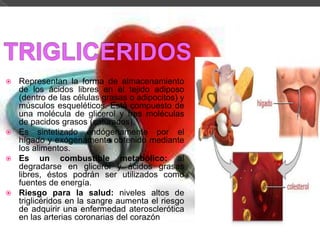 Representan la forma de almacenamiento
de los ácidos libres en el tejido adiposo
(dentro de las células grasas o adipocitos) y
músculos esqueléticos. Está compuesto de
una molécula de glicerol y tres moléculas
de pacidos grasos (saturados).
 Es sintetizado endógenamente por el
hígado y exógenamente obtenido mediante
los alimentos.
 Es
un combustible metabólico: al
degradarse en glicerol y ácidos grasas
libres, éstos podrán ser utilizados como
fuentes de energía.
 Riesgo para la salud: niveles altos de
triglicéridos en la sangre aumenta el riesgo
de adquirir una enfermedad aterosclerótica
en las arterias coronarias del corazón


 