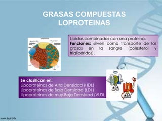 GRASAS COMPUESTAS
LOPROTEINAS
Lípidos combinados con una proteína.
Funciones: sirven como transporte de las
grasas en la sangre (colesterol y
triglicéridos).

Se clasifican en:
Lipoproteínas de Alta Densidad (HDL)
Lipoproteínas de Baja Densidad (LDL)
Lipoproteínas de muy Baja Densidad (VLDL

 