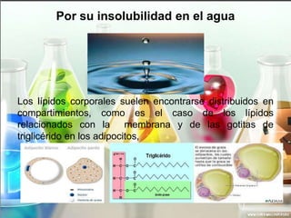 Por su insolubilidad en el agua

Los lípidos corporales suelen encontrarse distribuidos en
compartimientos, como es el caso de los lípidos
relacionados con la membrana y de las gotitas de
triglicérido en los adipocitos,

 