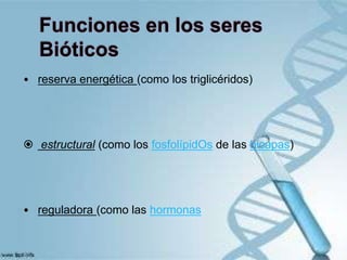 • reserva energética (como los triglicéridos)

 estructural (como los fosfolípidOs de las bicapas)

• reguladora (como las hormonas

 