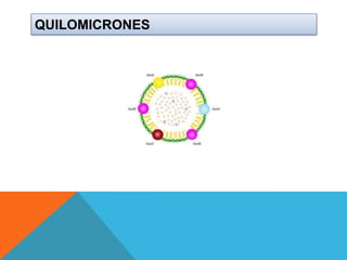 QUILOMICRONES

 