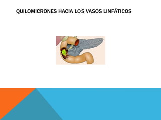 QUILOMICRONES HACIA LOS VASOS LINFÁTICOS

 