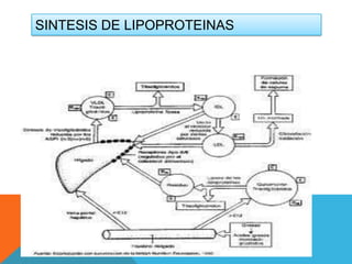 SINTESIS DE LIPOPROTEINAS

 