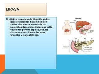 LIPASA
El objetivo primario de la digestión de los
lípidos es hacerlos hidromiscibles y
puedan absorberse a través de las
microvellosidades intestinales que están
recubiertas por una capa acuosa. No
obstante existen diferencias entre
rumiantes y monogástricos.

 
