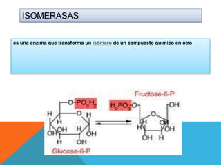 ISOMERASAS
es una enzima que transforma un isómero de un compuesto químico en otro

 