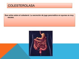 COLESTEROLASA
Que actúa sobre el colesterol. La secreción de jugo pancreático en ayunas es muy
escasa.

 