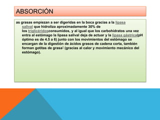 ABSORCIÓN
as grasas empiezan a ser digeridas en la boca gracias a la lipasa
salival que hidroliza aproximadamente 30% de
los triglicéridosconsumidos, y al igual que los carbohidratos una vez
entra al estómago la lipasa salival deja de actuar y la lipasa gástrica(pH
óptimo es de 4.5 a 6) junto con los movimientos del estómago se
encargan de la digestión de ácidos grasos de cadena corta, también
forman gotitas de grasa2 (gracias al calor y movimiento mecánico del
estómago).

 