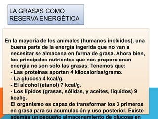 LA GRASAS COMO
RESERVA ENERGÉTICA

En la mayoría de los animales (humanos incluidos), una
buena parte de la energía ingerida que no van a
necesitar se almacena en forma de grasa. Ahora bien,
los principales nutrientes que nos proporcionan
energía no son sólo las grasas. Tenemos que:
- Las proteínas aportan 4 kilocalorías/gramo.
- La glucosa 4 kcal/g.
- El alcohol (etanol) 7 kcal/g.
- Los lípidos (grasas, sólidas, y aceites, líquidos) 9
kcal/g.
El organismo es capaz de transformar los 3 primeros
en grasa para su acumulación y uso posterior. Existe
además un pequeño almacenamiento de glucosa en

 