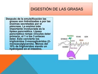 DIGESTIÓN DE LAS GRASAS
Después de la emulsificación las
grasas son hidrolizadas o por las
enzimas secretadas por el
páncreas. La enzima más
importante involucrada es la
lipasa pancreática. Lipasa
pancreática rompe vínculos éster
primario, el 1 o los 3 enlaces
éster. Esto convierte los
triglicéridos 2-monoglicéridos (2monoacylglycerols). Menos del
10% de triglicéridos siendo un
hydrolyzed en el intestino.

 