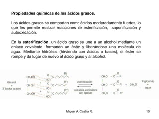 Propiedades químicas de los ácidos grasos.
Los ácidos grasos se comportan como ácidos moderadamente fuertes, lo
que les permite realizar reacciones de esterificación, saponificación y
autooxidación.
En la esterificación, un ácido graso se une a un alcohol mediante un
enlace covalente, formando un éster y liberándose una molécula de
agua. Mediante hidrólisis (hirviendo con ácidos o bases), el éster se
rompe y da lugar de nuevo al ácido graso y al alcohol.
10Miguel A. Castro R.
 