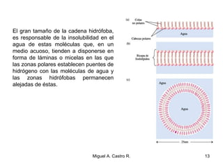El gran tamaño de la cadena hidrófoba,
es responsable de la insolubilidad en el
agua de estas moléculas que, en un
medio acuoso, tienden a disponerse en
forma de láminas o micelas en las que
las zonas polares establecen puentes de
hidrógeno con las moléculas de agua y
las zonas hidrófobas permanecen
alejadas de éstas.
13Miguel A. Castro R.
 