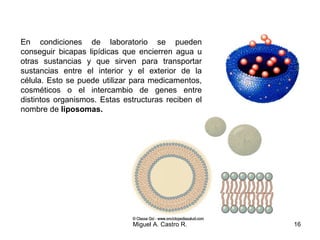 En condiciones de laboratorio se pueden
conseguir bicapas lipídicas que encierren agua u
otras sustancias y que sirven para transportar
sustancias entre el interior y el exterior de la
célula. Esto se puede utilizar para medicamentos,
cosméticos o el intercambio de genes entre
distintos organismos. Estas estructuras reciben el
nombre de liposomas.
16Miguel A. Castro R.
 