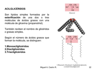 ACILGLICÉRIDOS
Son lípidos simples formados por la
esterificación de una dos o tres
moléculas de ácidos grasos con una
molécula de glicerina (propanotriol).
También reciben el nombre de glicéridos
o grasas simples.
Según el número de ácidos grasos que
forman la molécula, se distinguen:
1.Monoacilglicéridos
2.Diacilglicéridos
3.Triacilglicéridos
22Miguel A. Castro R.
 