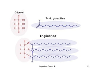 23Miguel A. Castro R.
 