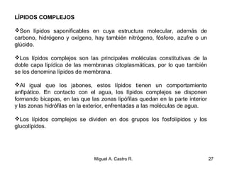 LÍPIDOS COMPLEJOS
Son lípidos saponificables en cuya estructura molecular, además de
carbono, hidrógeno y oxígeno, hay también nitrógeno, fósforo, azufre o un
glúcido.
Los lípidos complejos son las principales moléculas constitutivas de la
doble capa lipídica de las membranas citoplasmáticas, por lo que también
se los denomina lípidos de membrana.
Al igual que los jabones, estos lípidos tienen un comportamiento
anfipático. En contacto con el agua, los lípidos complejos se disponen
formando bicapas, en las que las zonas lipófílas quedan en la parte interior
y las zonas hidrófilas en la exterior, enfrentadas a las moléculas de agua.
Los lípidos complejos se dividen en dos grupos los fosfolípidos y los
glucolípidos.
27Miguel A. Castro R.
 